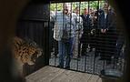 Putin bu kez leoparlarla birlikte