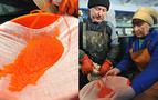 Rus bilim adamlarından zengin buluş; ölmeyen balıktan havyar üretilecek