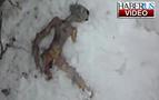 Rusya'da uzaylı cesedi görüntülendi iddiası