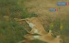 Kazakistan'da nesli tükenmekte olan antilop sürüsüne yıldırım düştü, 372 hayvan telef oldu