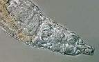 Sibirya'da 24 bin yıl önce donan çok hücreli bir organizma yeniden canlandı