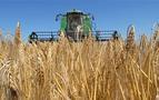 Rusya buğday ihracatında dünya lideri