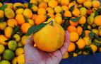 Bolluk, Tüketiciye Yaradı, Rusya'da Türk Mandalina Fiyatları %25 Ucuzladı