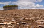 Rusya ormanlarını gün geçtikçe kaybediyor