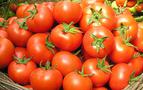 Rusya 48 ton domatesi Türkiye’ye geri gönderdi