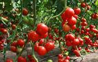 Rusya'ya ihraç edilemeyen domatesin yeni pazarı Belarus ve Ukrayna oldu