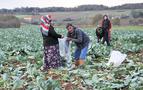 Rusya’nın yaptırımları Bafralı lahana üreticilerini zora soktu