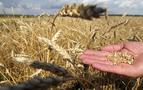 Buğday rekolte açığını Rusya kapattı, ekmek zamlanmadı