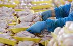 Tavuk ihracatına Rusya dopingi
