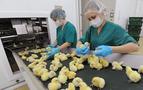 Rusya piliç üretiminde Türk yumurtası ithal etmeye başladı