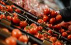 Rusya 15 ton domatesi Türkiye’ye geri gönderdi