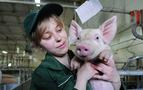 Rusya, domuz ihracatını yüzde 57 artırdı