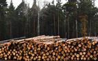 Rusya'da ormancılık sektörünün geliştirilmesine yönelik stratejik yatırım planı onaylandı