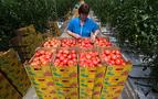 Türkiye'den Rusya'ya domates eleştirisi: Binlerce firma var, 4 firmaya izin veriliyor