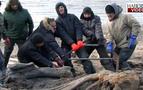 Rusya'da 30 bin yıllık mamut bulundu; iç organları bile korunmuş