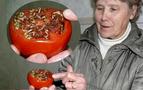 Rusya'da Türk domatesinin içinden filizlenmiş bitki çıktı iddiası