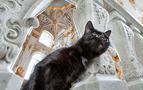 Dumandan zehirlenen Ermitaj'ın dört kedisi hayatını kaybetti