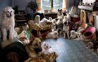Evde Beslenen Kedi ve Köpek Sayısına 'Metrekare' Sınırlaması Geliyor