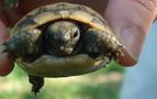 Rusya, Türkiye’den kaçak getirilen kaplumbağayı geri gönderdi
