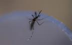 Rusya'dan Türkiye'deki turistlerini uyardı: Zika virüsü taşıyan sineklere rastlandı