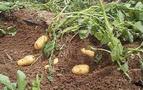 Patates tarlasını korumak için patlayıcı döşedi