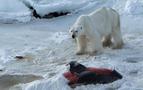 Küresel ısınma yunusları kutup ayılarına yem ediyor