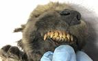Yakutistan’da 18 Bin Yıllık Hiç Bozulmamış Köpek Cesedi Bulundu