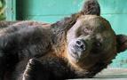 Dünyanın en yaşlı boz ayısı Rusya’da öldü