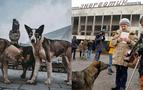 Çernobil’de yaşayan köpeklerde farklı DNA’lar keşfedildi