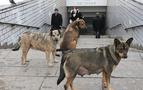 Rusya’da olimpiyat öncesi 2 bin sokak köpeği itlaf edilecek