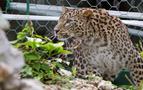 Çok özel leoparlar nesillerinin devamı için Rusya’ya getirildi