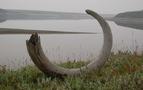 Rusya'da 2 metrelik mamut dişi bulundu