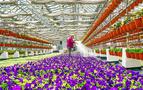 Moskova'ya 56 Milyon Çiçek Dikilecek