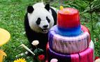 Moskova'da pandalara doğumgünü kutlaması