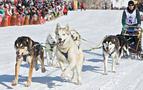 Rusya'da köpeklerle iki haftalık yarış maratonu başladı