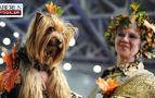 Moskova’da düzenlenen festivale 10 bin cins köpek katıldı