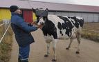 Rusya’da çiftçiler ineklerin süt üretimini bakın nasıl artırdı