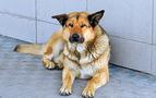 Rusya'da havalimanında terk edilen köpek sahibini bekliyor