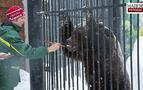 Rusya’da ayılar da Maslenitsa bayramını kutladı