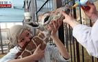 Rusya’da yavru zürafa hayvanat bahçesinin maskotu oldu