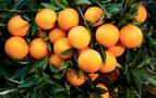 Suriye’den Rusya’ya 20 ton portakal hediye