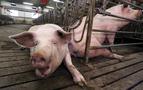 Rusya, ABD’den domuz ithalatını durdurdu