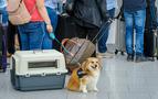 Rusya’da uçakta hayvanlar yolcu koltuklarında seyahat edebilecek