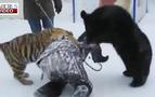 Rusya'da bir vatandaş ayı ve kaplanla güreş tuttu