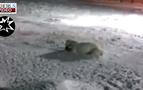Rusya'da yemek ile birlikte patlayıcı madde verilen kutup ayısı böyle can verdi