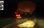 Rusya’da tankere bağlanan canlı inek asfaltta sürüklendi 