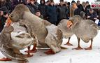 Rusya’da geleneksel kaz dövüşü festivali başladı