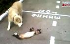 Rusya'da kedi ölü numarası yaparak köpekten kurtuldu