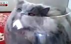 Rusya’da balık olmaya özenen kedi internetin gözdesi