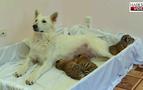 Rusya'da köpek Talli, üç kaplan yavrusuna annelik yapıyor